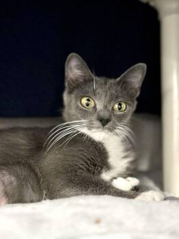 Maryland -  Domestic Short Hair Cat Available for Adoption in Alexandria, Virginia - Maryland | PetCurious