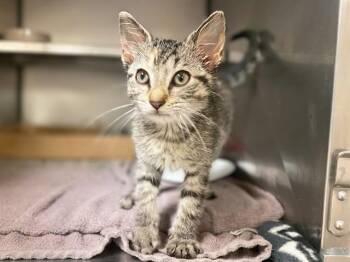 PIPPY -  Domestic Short Hair Cat for Adoption in Fort Wayne, Indiana - PIPPY | PetCurious