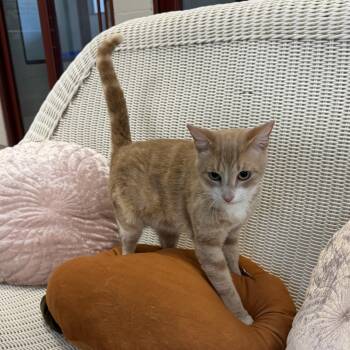 Fennec -  Domestic Short Hair Cat for Adoption in Slidell, Louisiana - Fennec | PetCurious