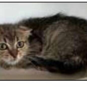 Mr Crabs -  Domestic Short Hair Cat for Adoption - Mr Crabs | PetCurious