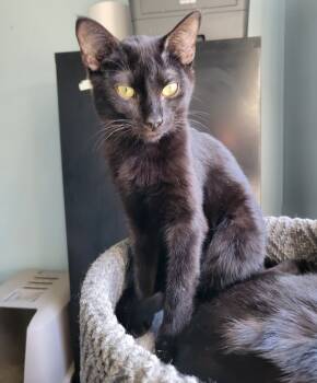Rescue Bombay Cats for Adoption in Buford, Georgia - Ceira | PetCurious
