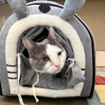 Domestic Short Hair Cats Available for Adoption in Mankato, Minnesota - Logan | PetCurious