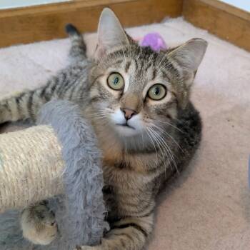 Rescue Domestic Short Hair Cats for Adoption in Gibsonia, Pennsylvania - Cat Woman | PetCurious