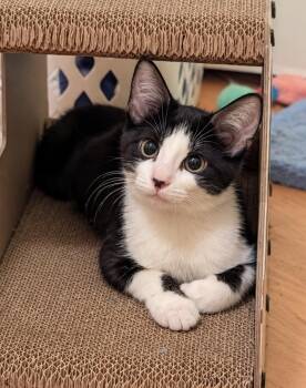 Guppy -  Domestic Short Hair Cat for Adoption in Chicago, Illinois - Guppy | PetCurious