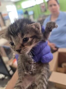 ROOTBEER -  Domestic Short Hair Cat for Adoption in Louisville, Kentucky - ROOTBEER | PetCurious