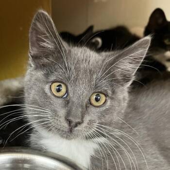 Washburn 53968 -  Domestic Short Hair Cat for Adoption in Las Vegas, Nevada - Washburn 53968 | PetCurious