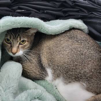 Rescue Domestic Short Hair Cats for Adoption in Middleburg, Florida - Edna 27144 | PetCurious