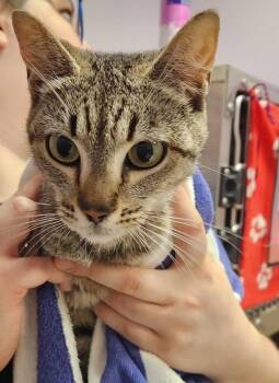 Kibanta -  Domestic Short Hair Cat for Adoption in Vancouver, Washington - Kibanta | PetCurious
