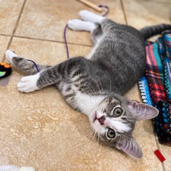 Ralph -  Domestic Short Hair Cat for Adoption in Long Beach, California - Ralph | PetCurious