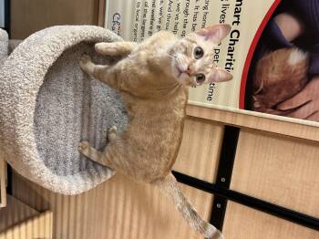 Domestic Short Hair Cats Available for Adoption in Springfield, Pennsylvania - Beetle | PetCurious