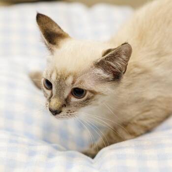 JoJo -  Siamese Cat for Adoption in St. Cloud, Florida - JoJo | PetCurious