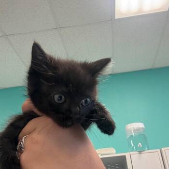 Pine -  Domestic Medium Hair Cat for Adoption in Lake Jackson, Texas - Pine | PetCurious