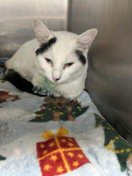 Rescue Domestic Short Hair Cats for Adoption in Warren, Ohio - Cherry | PetCurious
