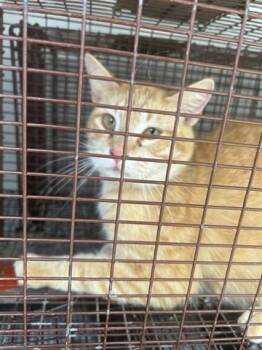 Domestic Short Hair Cats Available for Adoption in Houston, Texas - A653902 | PetCurious