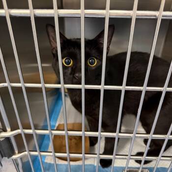 Barney -  Bombay Cat for Adoption in Greensboro, North Carolina - Barney | PetCurious