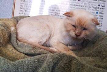Siamese Cats Available for Adoption in Anchorage, Alaska - Pinecone | PetCurious