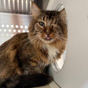 Domestic Medium Hair Cats Available for Adoption in Denver, Colorado - Oscar HSPPR | PetCurious