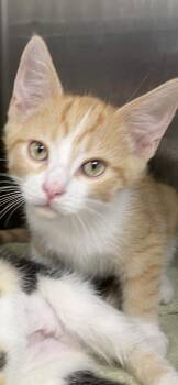 Spaghetti -  Tabby and Domestic Short Hair Cat for Adoption in Georgetown, Kentucky - Spaghetti | PetCurious