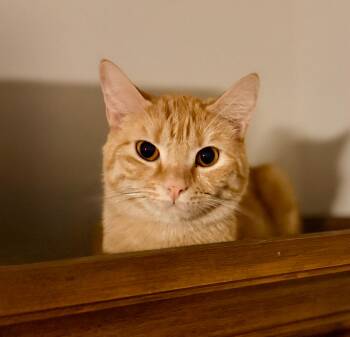 Rusty -  Domestic Short Hair Cat for Adoption in Columbia, South Carolina - Rusty | PetCurious