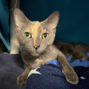 Charlotte -  Domestic Short Hair Cat for Adoption in Wheaton, Illinois - Charlotte | PetCurious