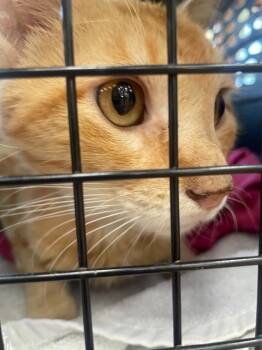 Wylie -  Domestic Short Hair Cat for Adoption in Tulsa, Oklahoma - Wylie | PetCurious