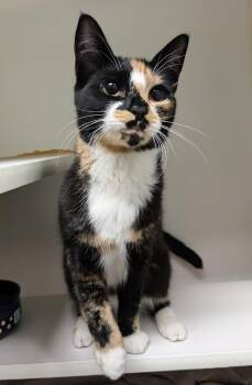 Rescue Domestic Short Hair Cats for Adoption in Bellingham, Washington - Scarlett | PetCurious