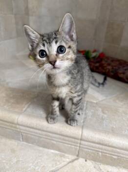 Domestic Medium Hair Cats Available for Adoption in Bryan, Texas - Bulgogi | PetCurious