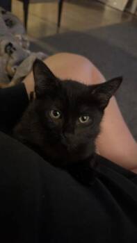 John -  Domestic Medium Hair and Domestic Short Hair Cat for Adoption in Hobart, Indiana - John | PetCurious