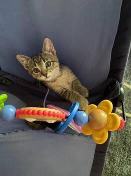 Dewey -  Domestic Short Hair Cat for Adoption in Minneapolis, Minnesota - Dewey | PetCurious