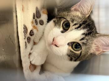 Fin -  Domestic Short Hair Cat for Adoption in Moncks Corner, South Carolina - Fin | PetCurious