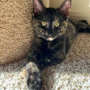 Rescue Tortoiseshell and Domestic Short Hair Cats for Adoption in Tulsa, Oklahoma - Acorn | PetCurious