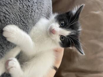 Harold -  Domestic Short Hair Cat for Adoption in Fruit Heights, Utah - Harold | PetCurious