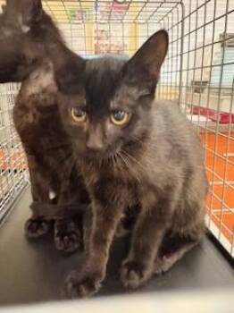 Domestic Short Hair Cats Available for Adoption in Fort Myers, Florida - ONYX | PetCurious