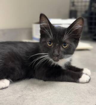 Peggy -  Domestic Short Hair Cat for Adoption in Bemidji, Minnesota - Peggy | PetCurious