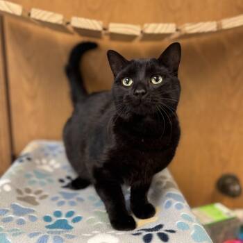 Domestic Short Hair Cats Available for Adoption in Fargo, North Dakota - Melbourne | PetCurious