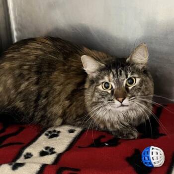 Domestic Medium Hair Cats Available for Adoption - Mileena | PetCurious