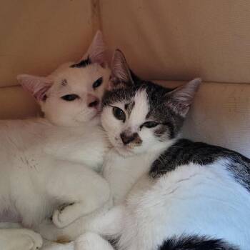 Shannon -  Domestic Short Hair Cat for Adoption in Coos Bay, Oregon - Shannon | PetCurious