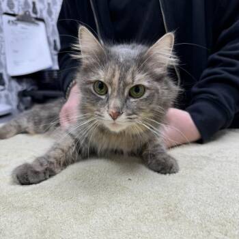 Stella -  Domestic Long Hair Cat for Adoption in Cortland, Ohio - Stella | PetCurious