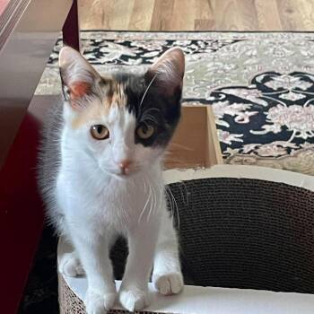 Star ARC2026-382 -  Domestic Short Hair Cat for Adoption in Akron, New York - Star ARC2026-382 | PetCurious