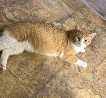 Ranger -  Domestic Short Hair Cat Available for Adoption in Webster, New York - Ranger | PetCurious