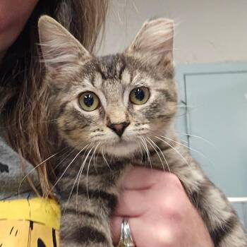 Piplup -  Domestic Short Hair Cat for Adoption in Spokane, Washington - Piplup | PetCurious