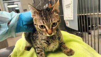 HESTIA -  Domestic Short Hair Cat for Adoption in Colorado Springs, Colorado - HESTIA | PetCurious