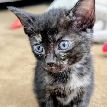 Rescue Domestic Short Hair Cats for Adoption in West Palm Beach, Florida - Autumn | PetCurious