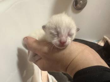Coconut -  Domestic Short Hair Cat for Adoption in Town 