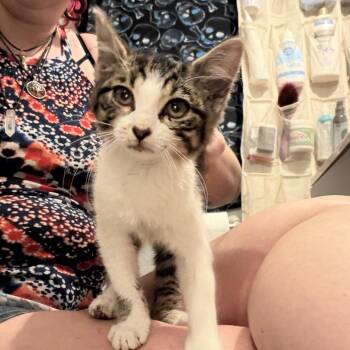 Sky -  Domestic Short Hair Cat for Adoption in Wichita, Kansas - Sky | PetCurious