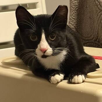 Abraham -  Domestic Short Hair Cat for Adoption in Wichita, Kansas - Abraham | PetCurious