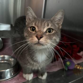 Chad -  Domestic Short Hair Cat for Adoption in Matteson, Illinois - Chad | PetCurious