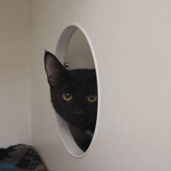 Batman -  Domestic Short Hair Cat for Adoption in Champaign, Illinois - Batman | PetCurious