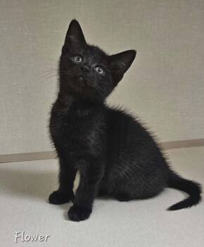 Flower -  Domestic Short Hair and Extra Toes Cat Hemingway Polydactyl Cat Available for Adoption in Wapakoneta, Ohio - Flower | PetCurious