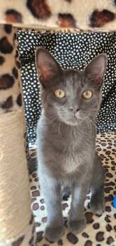 Axel -  Domestic Short Hair Cat for Adoption in Evans City, Pennsylvania - Axel | PetCurious